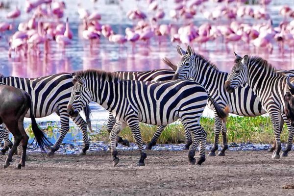 10 Days Tanzania Wildlife & Culture