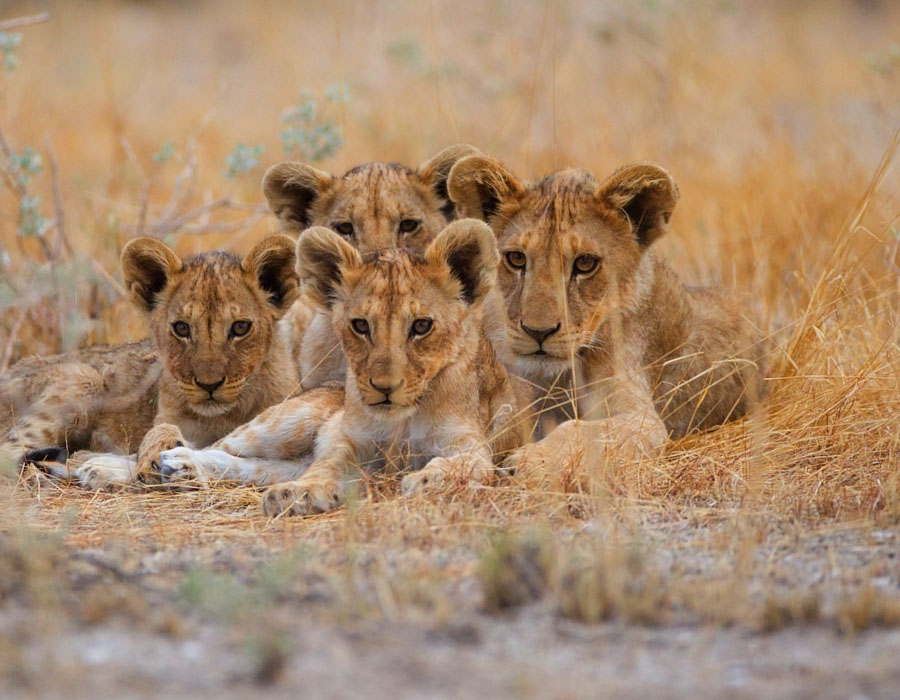 How Big Is Serengeti National Park