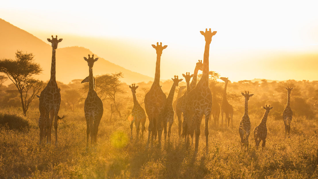 How Big Is Serengeti National Park