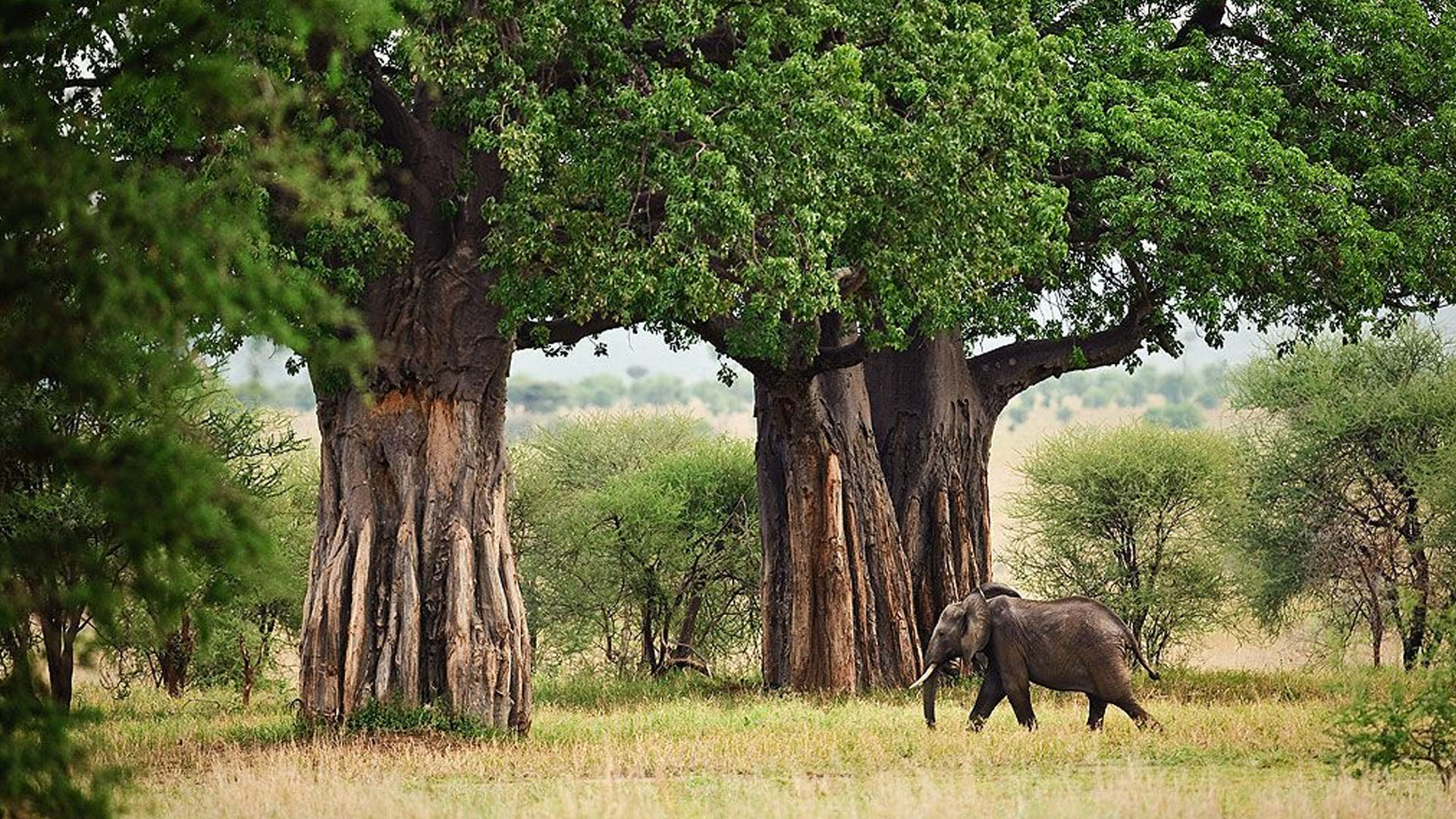 Tarangire National Park