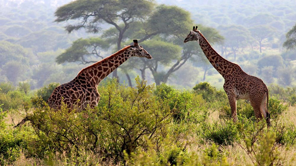 Arusha National Park Tour