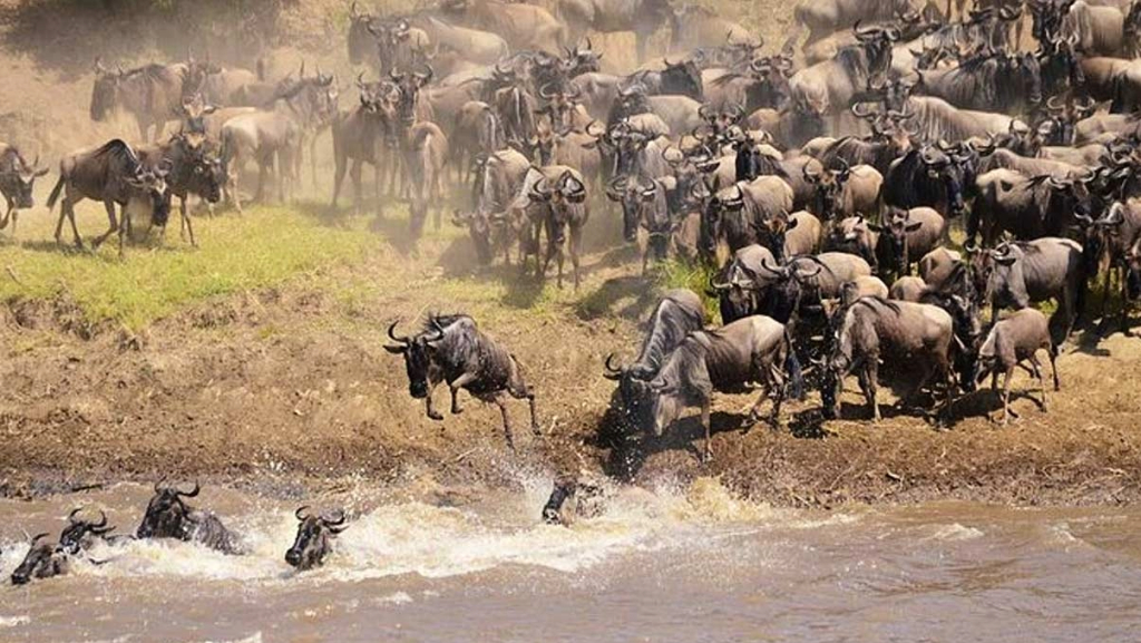 Great Wildebeest Migration