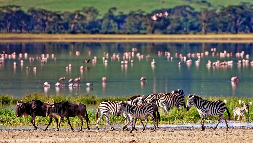 Tanzania Safari Vaccations