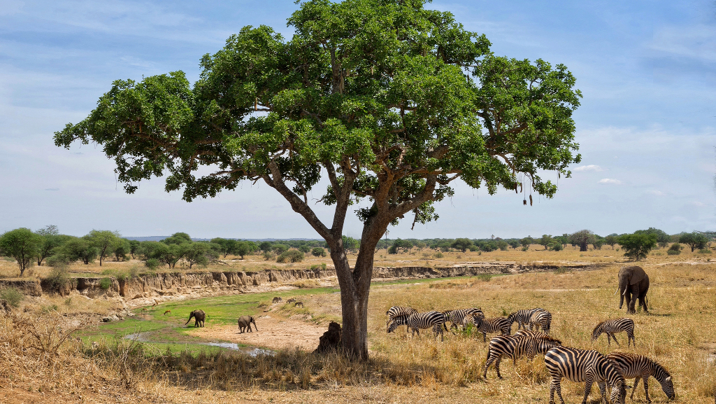 Tanzania Safari Vaccations