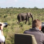 Tanzania Safari Tours
