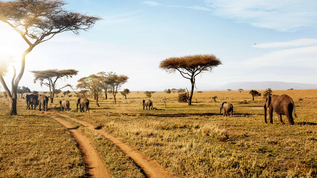 Tanzania Safari Vacations