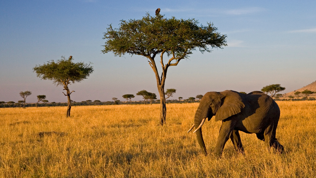 Tanzania Safari Vaccations