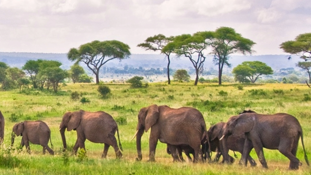 Tarangire National Park