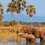 Best Time Of The Year To Visit Tanzania