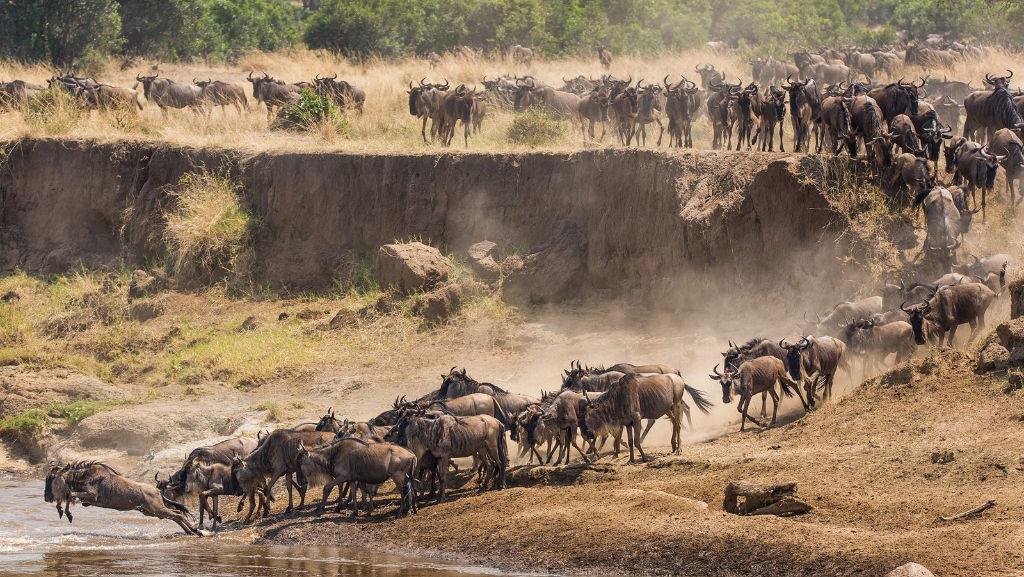 The Great Migration Serengeti