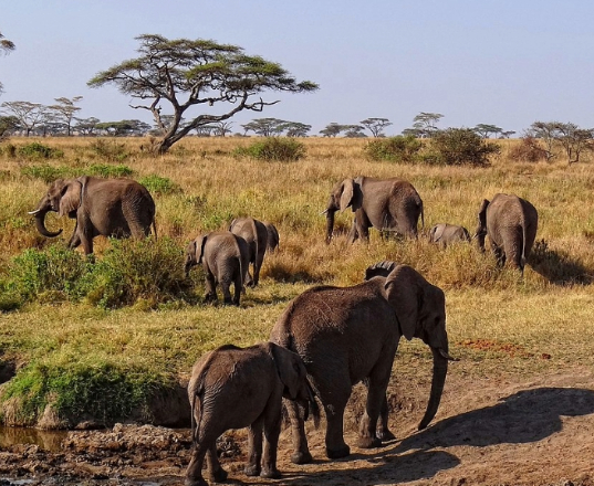 Serengeti-African-Elephants