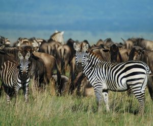 Serengeti National Park Cost