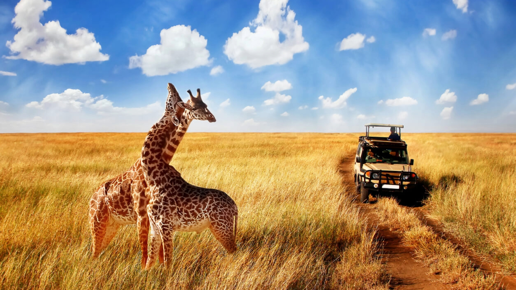 Estimated Serengeti Safari Costs