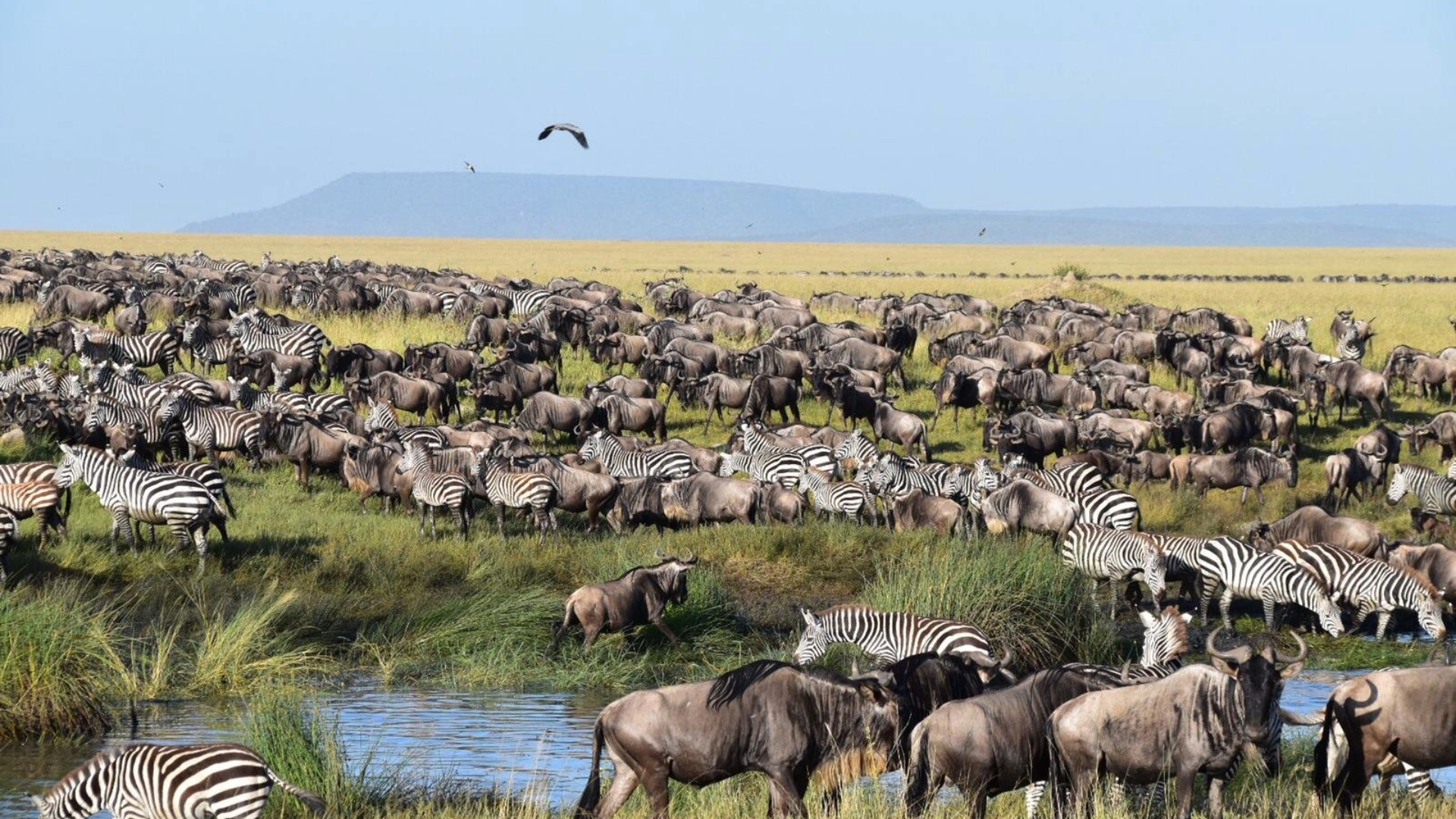 Serengeti safari Costs