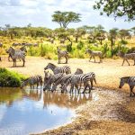Serengeti National Park Cost