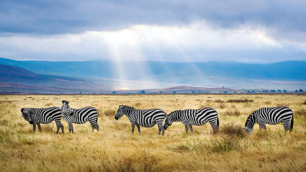 Tanzania’s Captivating Wildlife Experiences