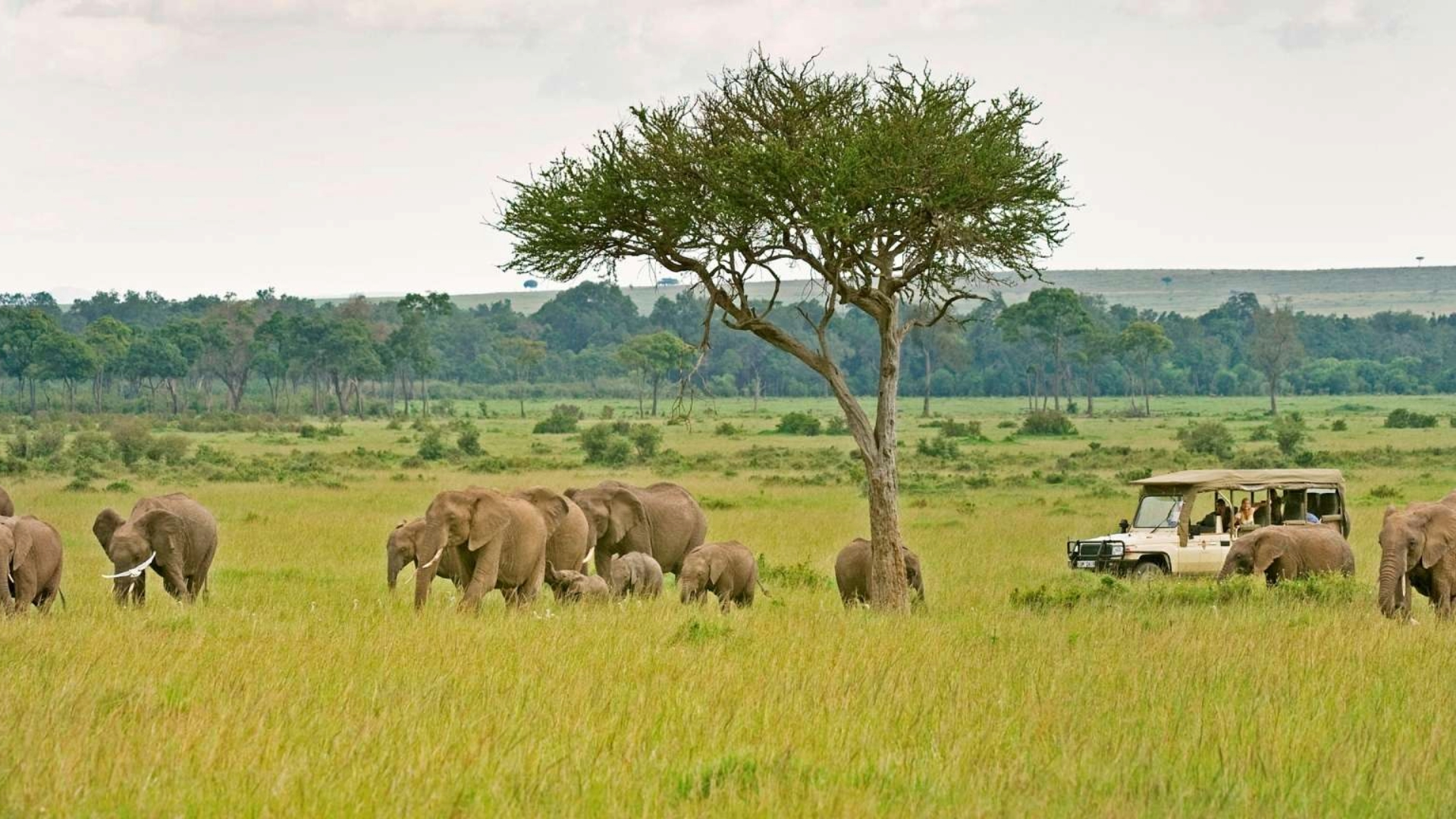 Wildlife Experiences In Tanzania