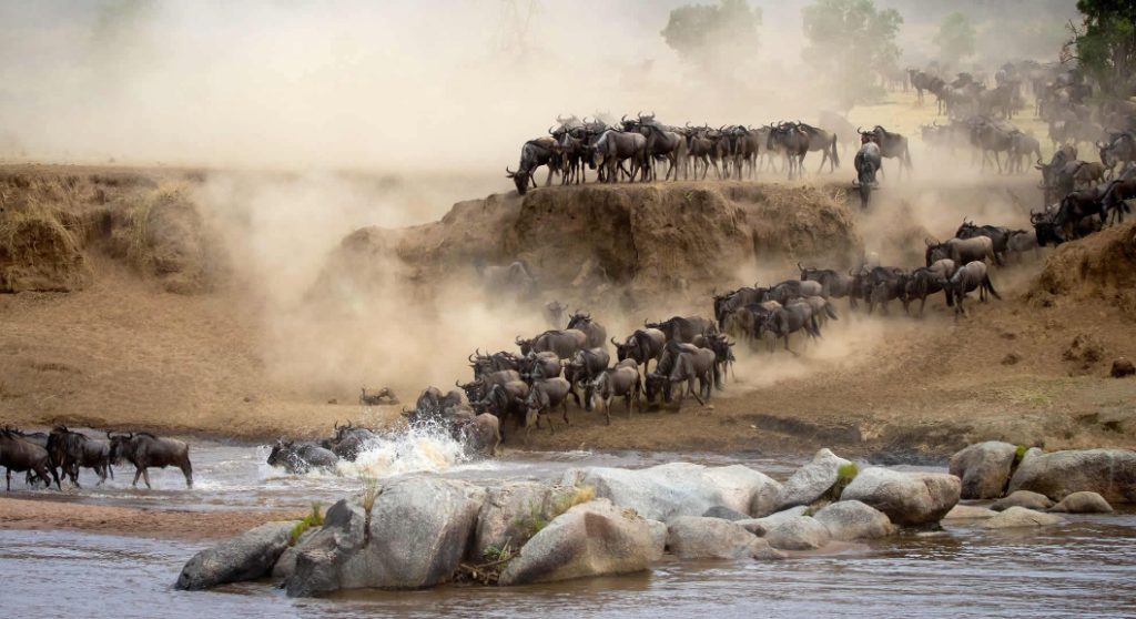 serengeti national park Great Migration