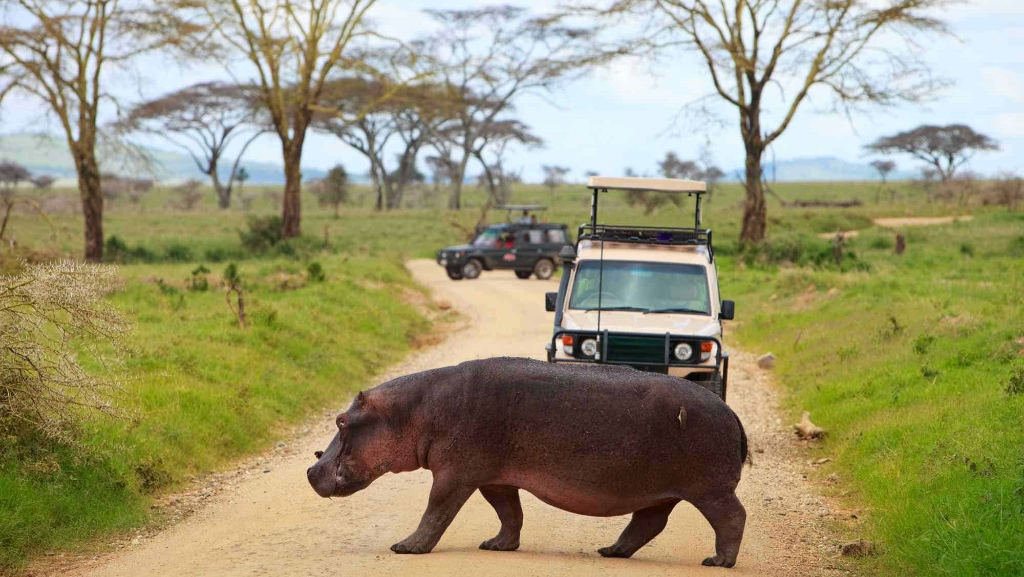Game Drive in Tanzania