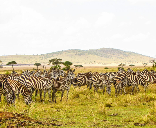 Tanzania safari in june