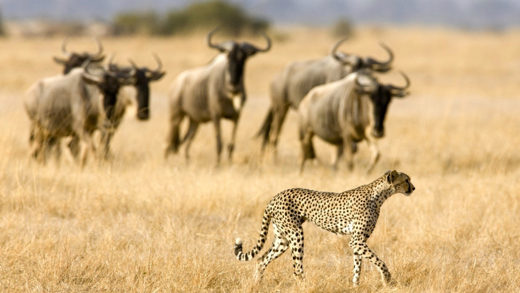 Tanzania Wildlife Viewing 