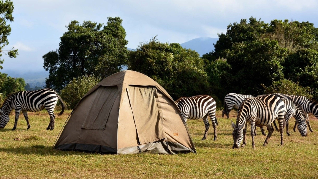 Tanzania Wildlife Safari Vacation 