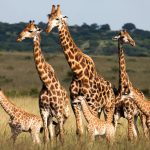 High Season and Low Season safaris in Tanzania