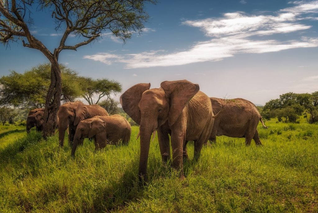 Tanzania Safari Vacation 