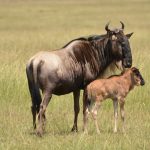 Great Migration Calving