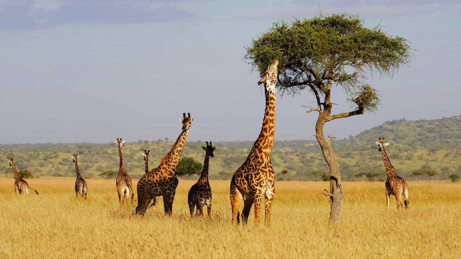 Low Season Safaris in Tanzania