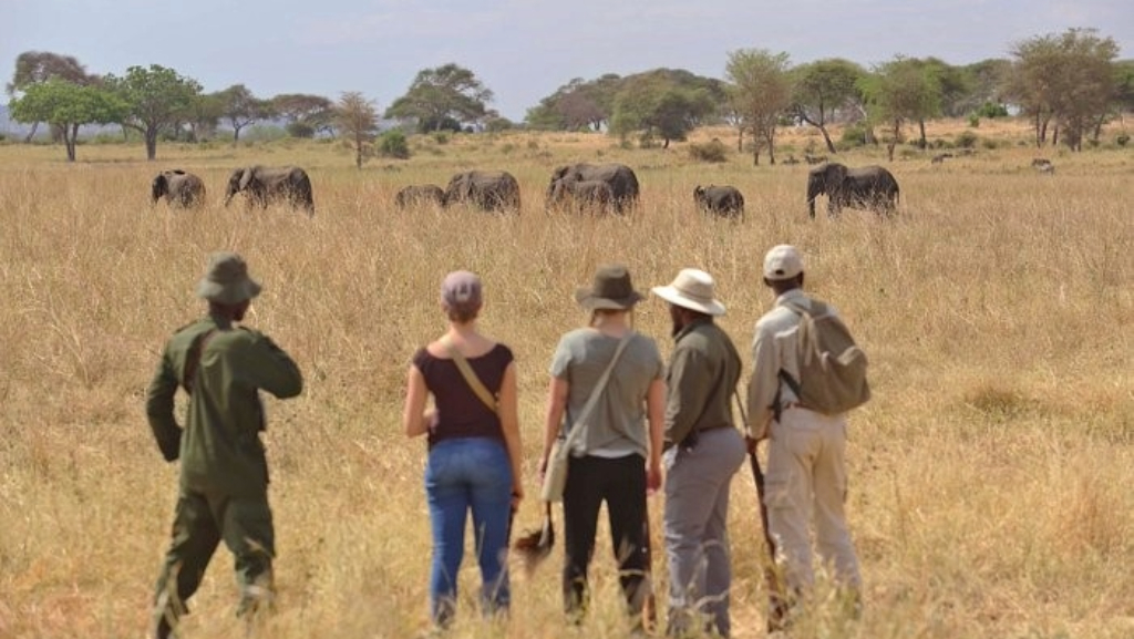 Tanzania Safari Guide 