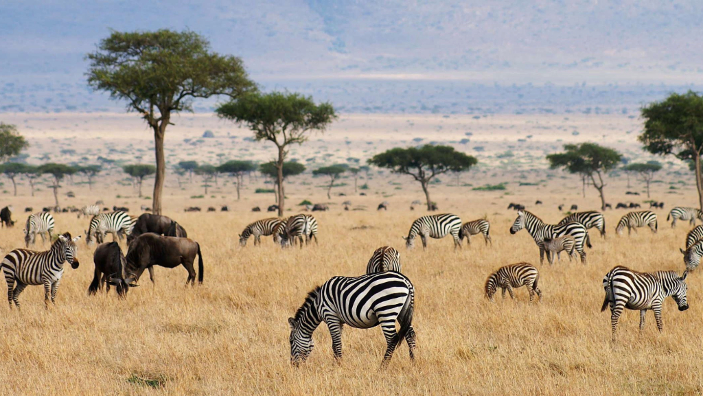 Tanzania Safari Vacations 