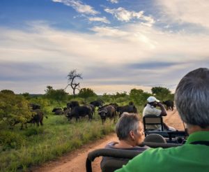 Best Safari Experience in Tanzania