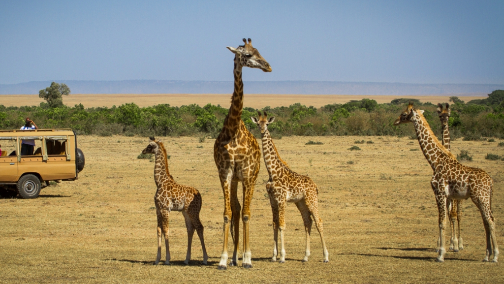 Tanzanian Safari Vacation