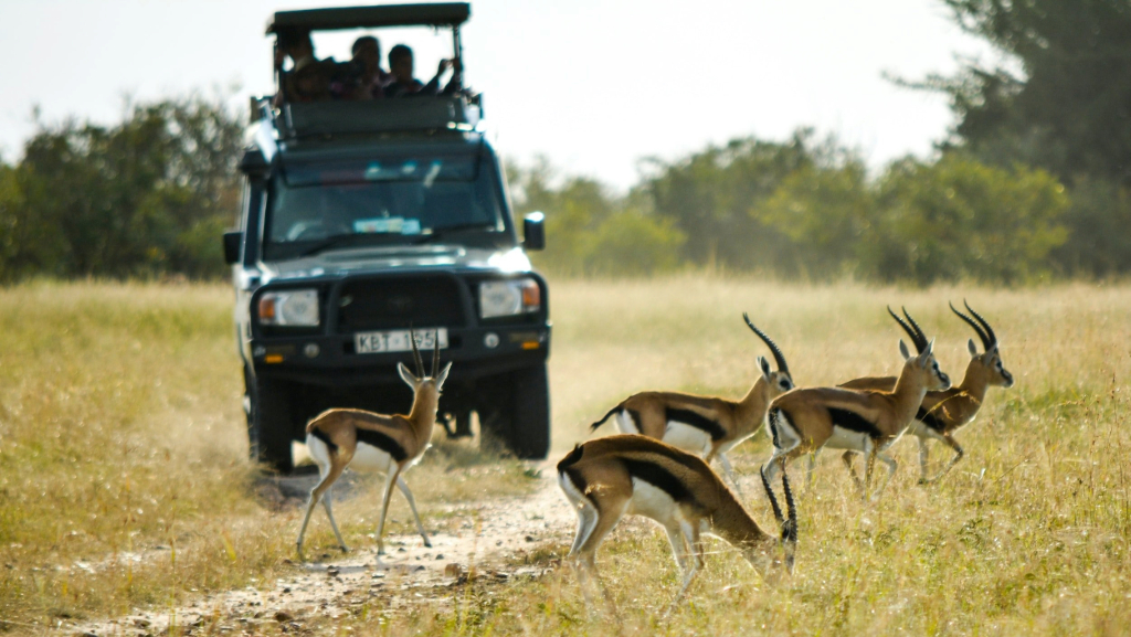 safari In Tanzania