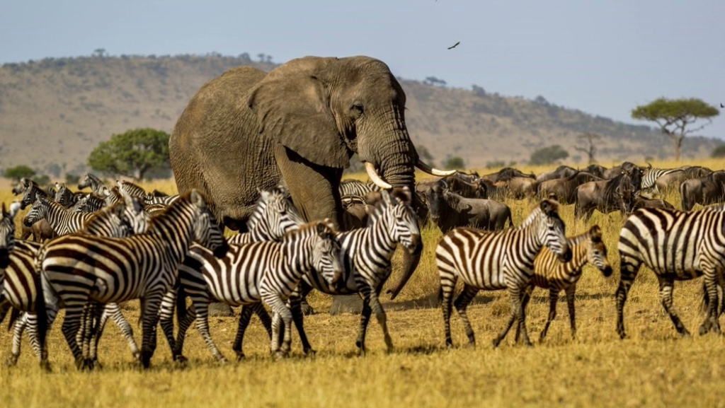 Wildlife In Tanzania