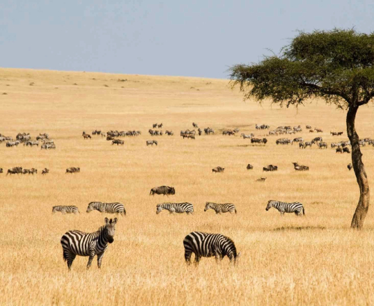 GREEN vs. DRY Season Tanzania Safari