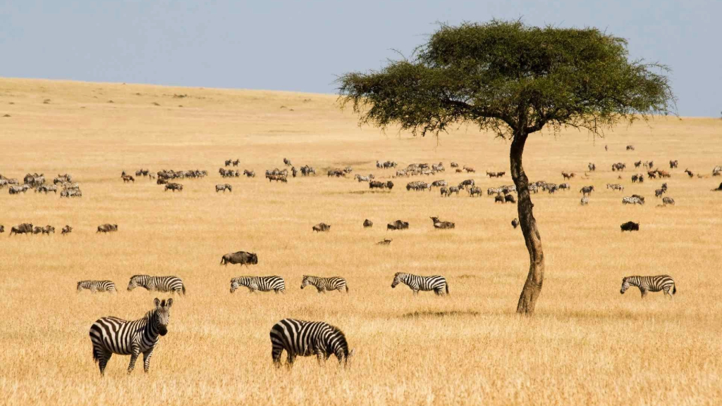 DRY Season Tanzania Safari