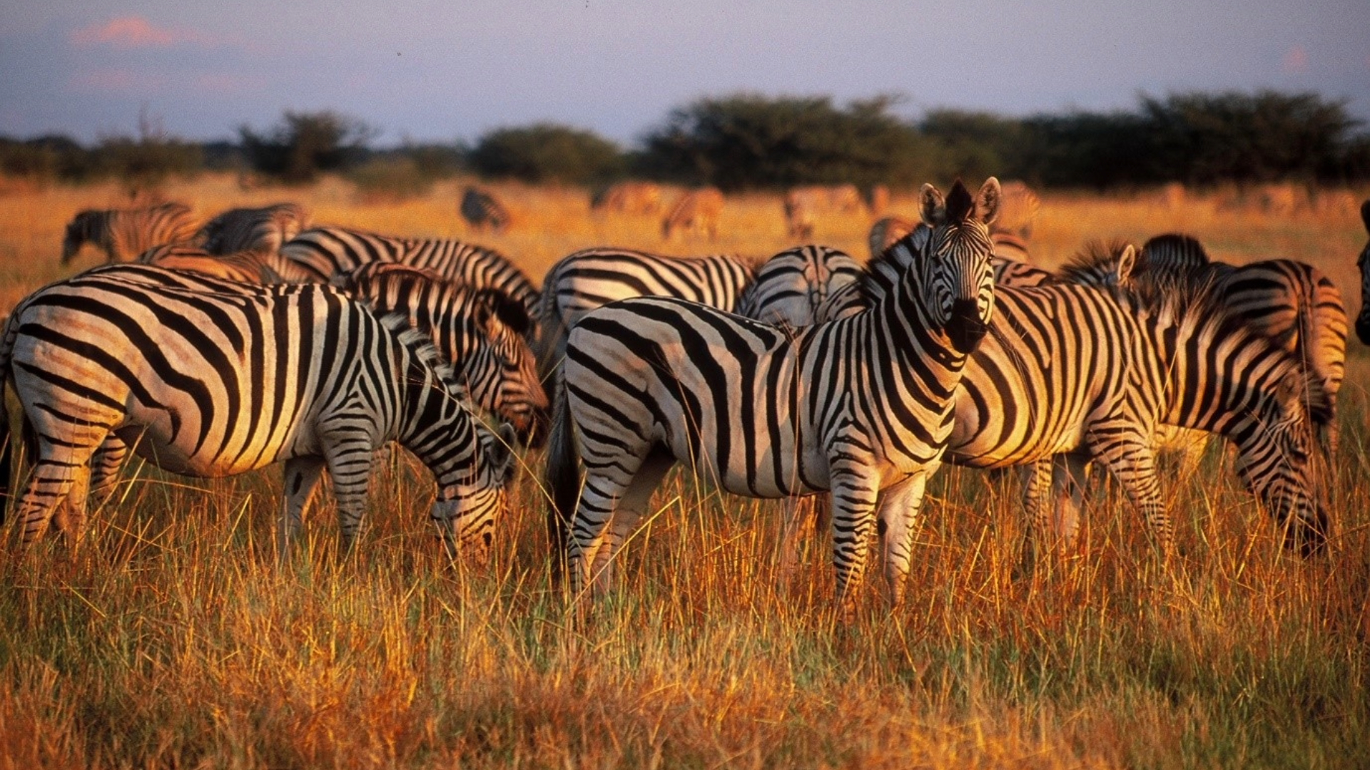 Serengeti Safari In Springtime