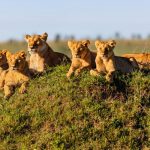 Lions in Tanzanian