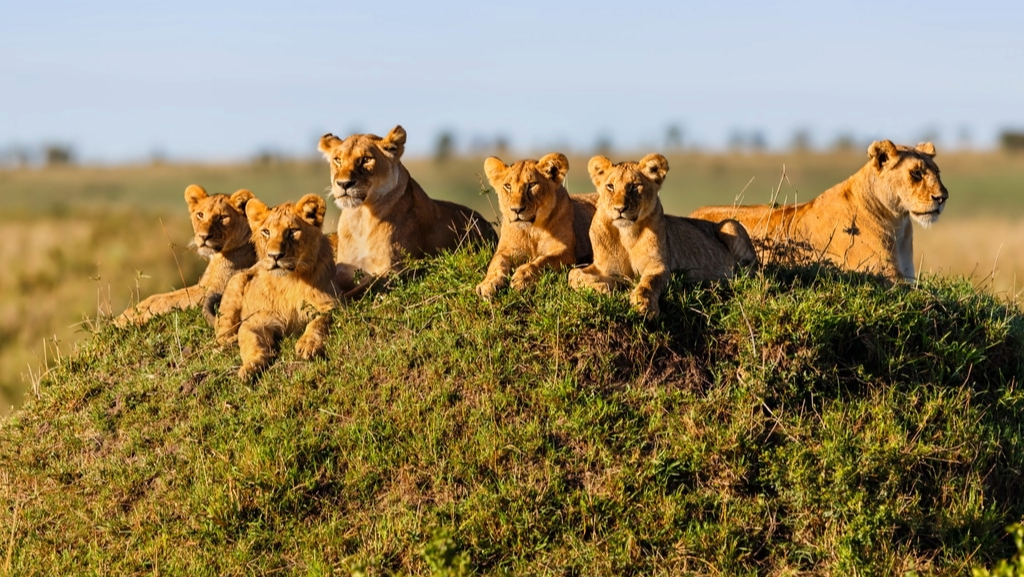 Lions in Tanzanian