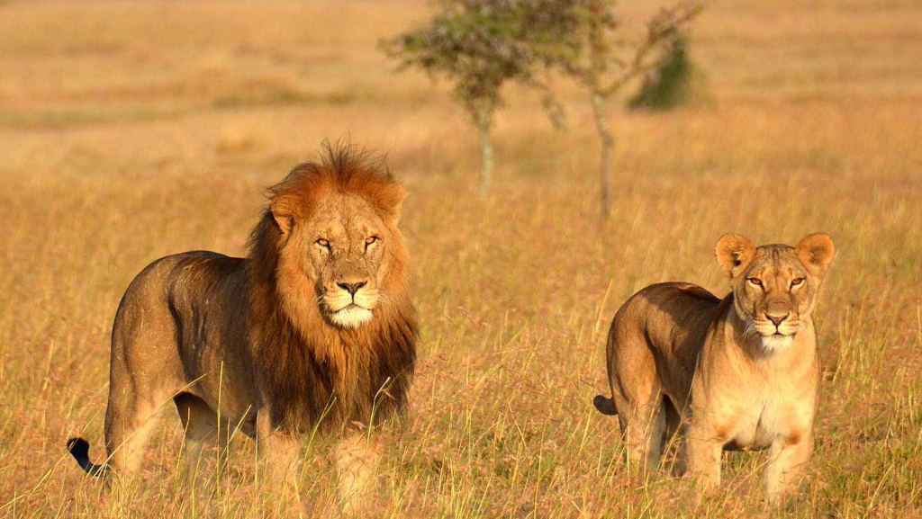 Tanzania Lion Prides