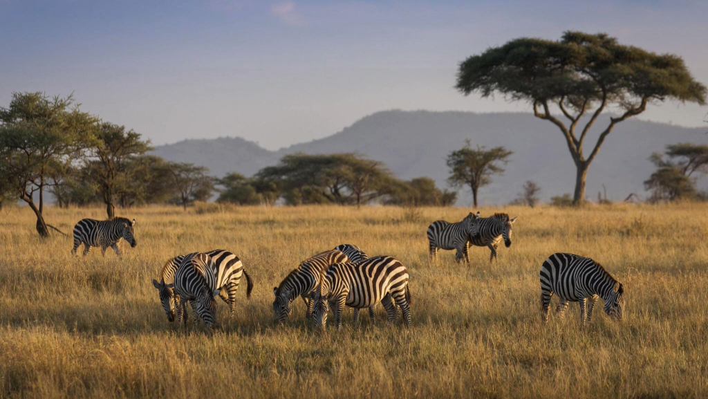 Tanzania Safari Destinations