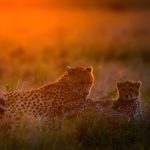 Tanzania Photographic Safaris
