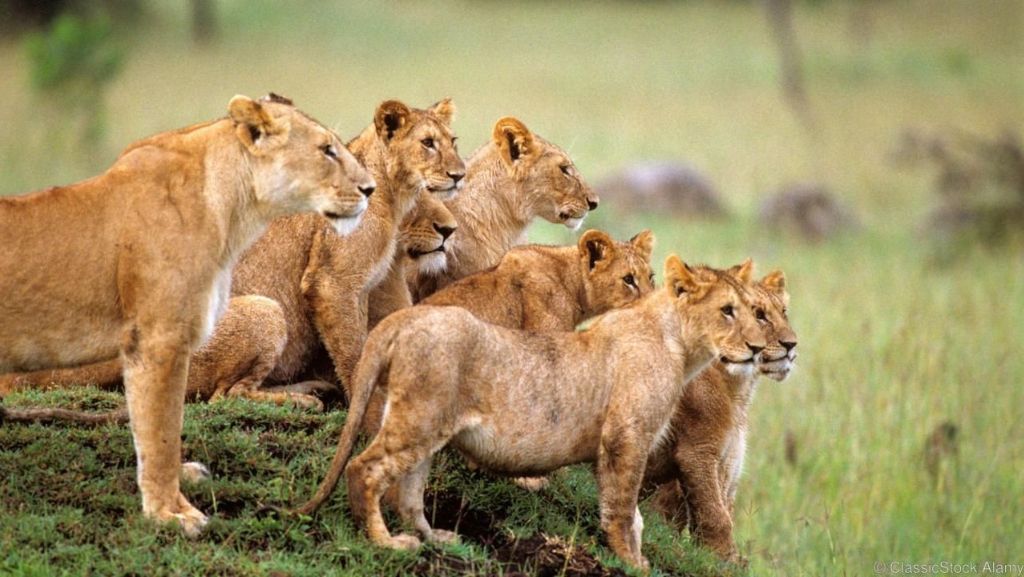 Serengeti National Park Wilds