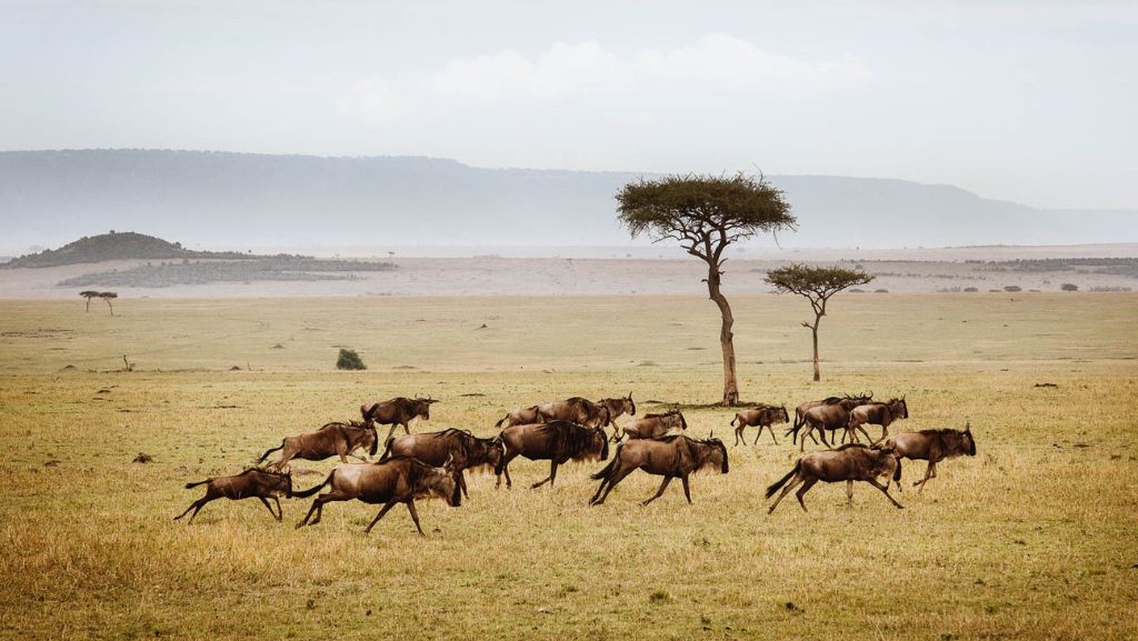 Serengeti Wildebeest Migration Safari