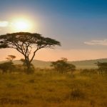 Trees in Serengeti National Park