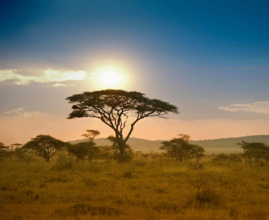 Trees in Serengeti National Park