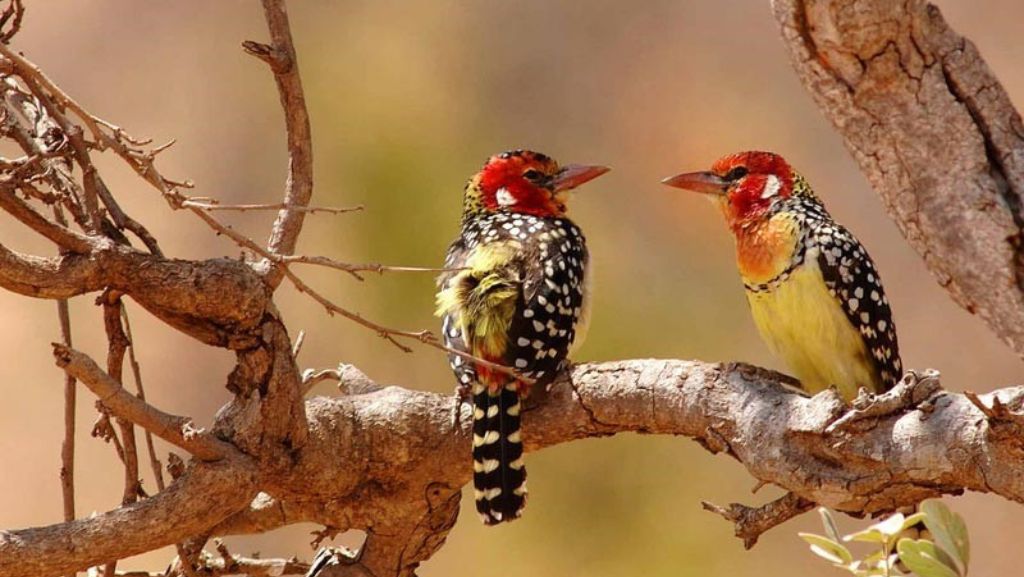 Serengeti National Park Birds