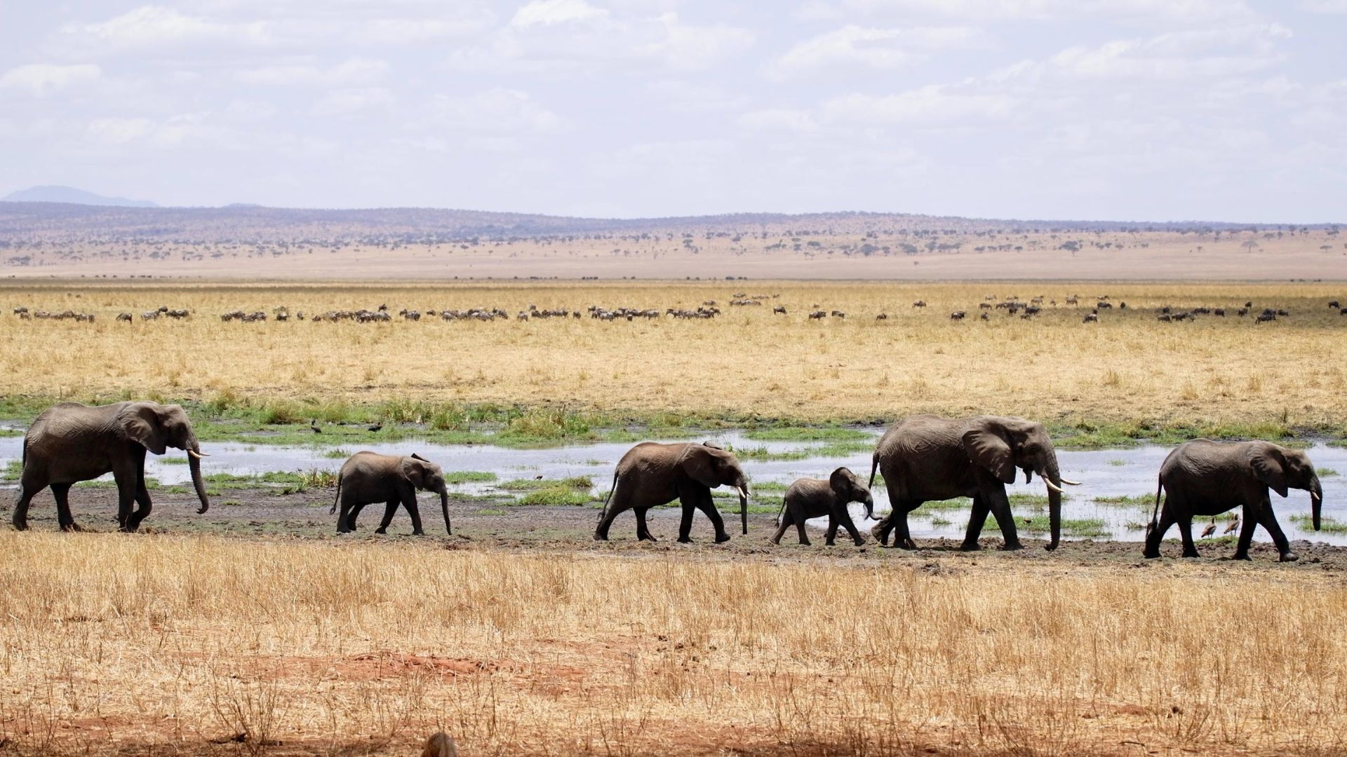 Serengeti National Park Tanzania